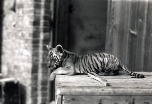 Cachorro de tigre acostado de Frederick William Bond